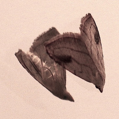 Unknown Moth